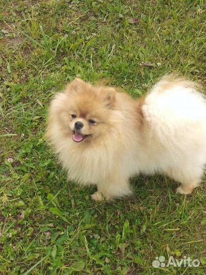 Померанский шпиц. Вязка