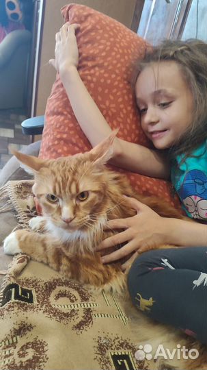 Кот мейн-кун