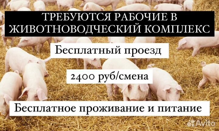 Работа вахтой на ферме. Уход за животными