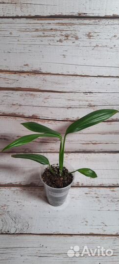 Сциндапсус 1