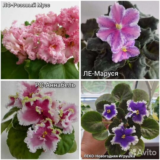 Детки сортовых фиалок