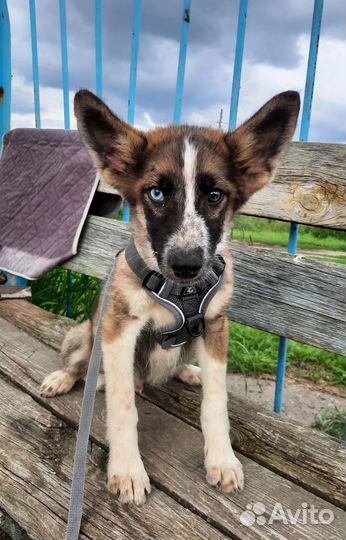 Разноглазый щенок