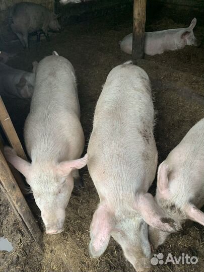 Продам мясо свинина тушка 80-100кг