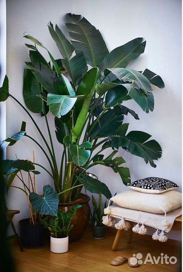 Стрелиция / растения для офиса