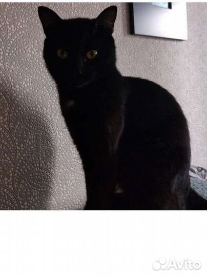 Кот чёрный