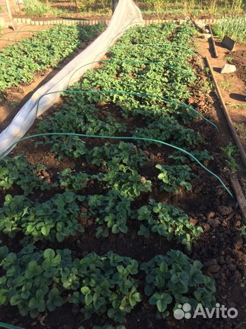 Рассада клубники 