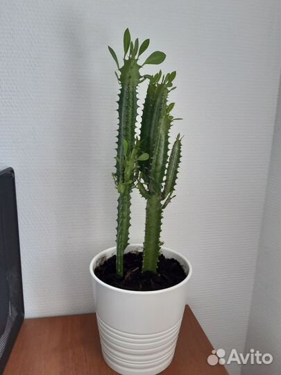 Кактус молочай