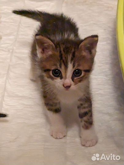 Котята 1 месяц очень нужен дом