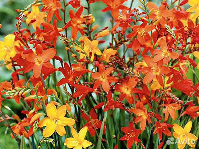 Крокосмия Луковицы купить в Кашире | Товары для дома и дачи | Авито