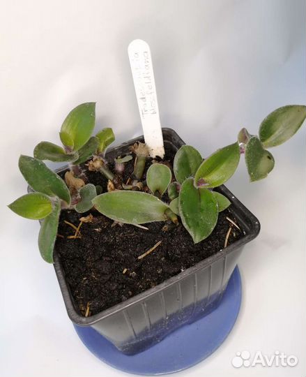 Комнатные растения 111