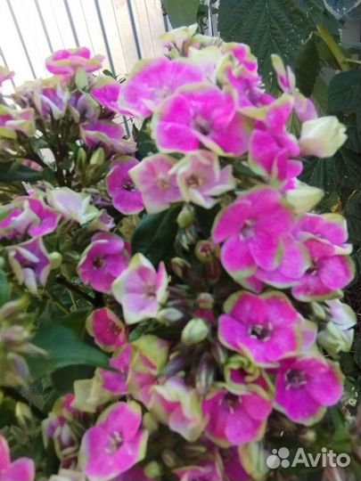 Флокс Ауреоле и др