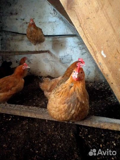 Инкубационное яйцо