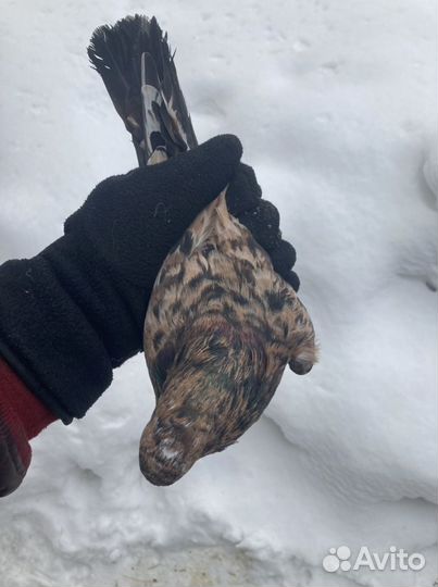 Бойные голуби