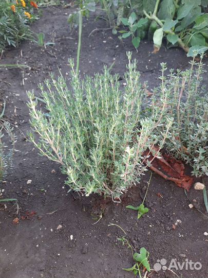 Тимьян лимонный