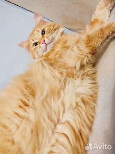 Выкинули шикарного кота