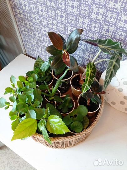 Растения (алоказия, фикус, сансевиерия, фиалка)