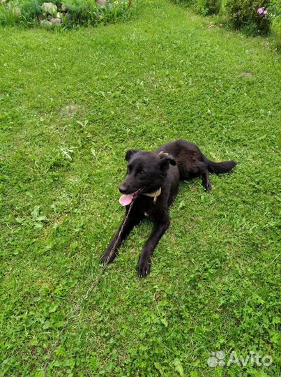 Собака в добрые руки отдам бесплатно