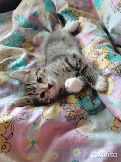 Котята ищут дом