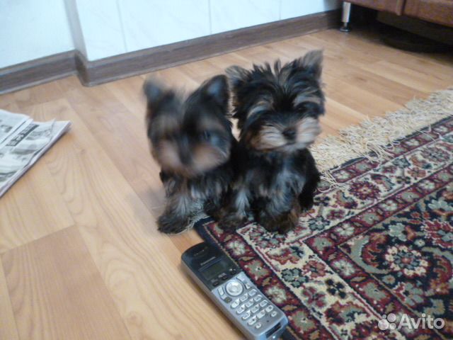 Йоркширский терьер