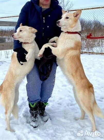 Лисёна и Акита ищут дом