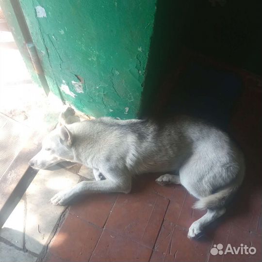 Собака в добрые руки отдам бесплатно