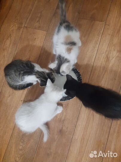 Котята в добрые руки с доставкой