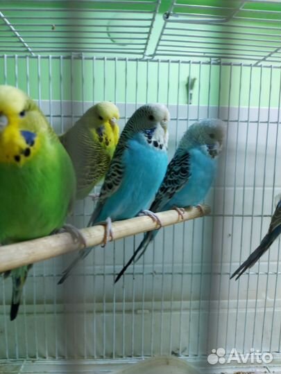 Выставочные попугаи получехи