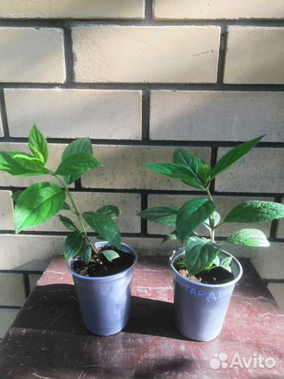 Гортензия метельчатая