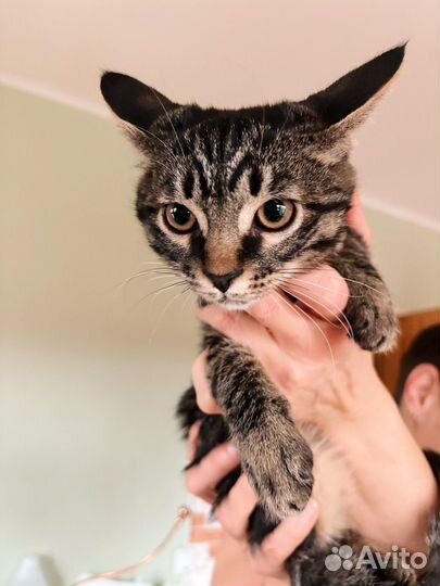 Тигровый котенок в добрые руки