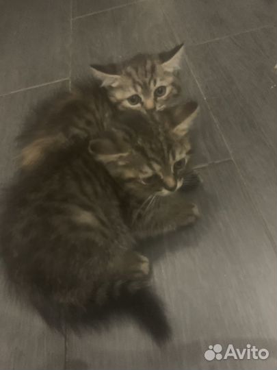 Котятки в добрые руки