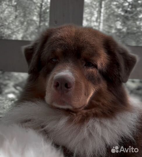 С хвостом или без.Австралийская овчарка