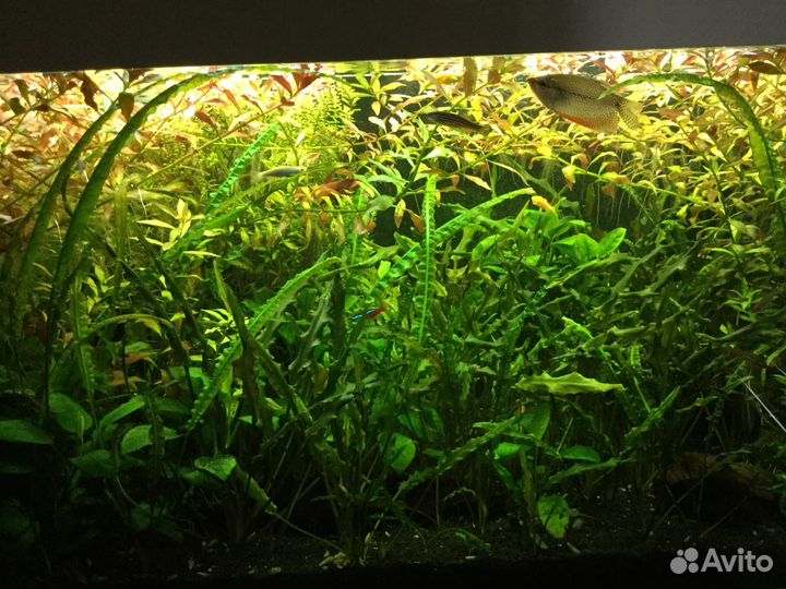 Аквариумные растения набор