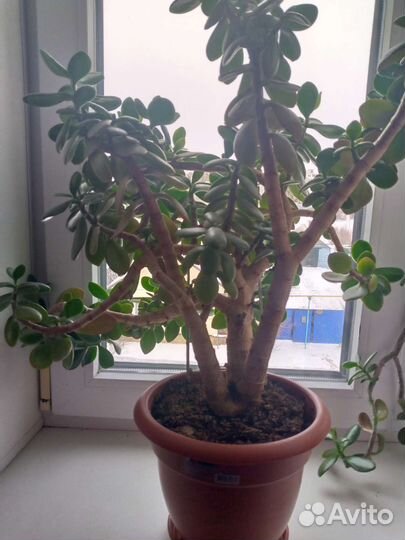 Толокнянка