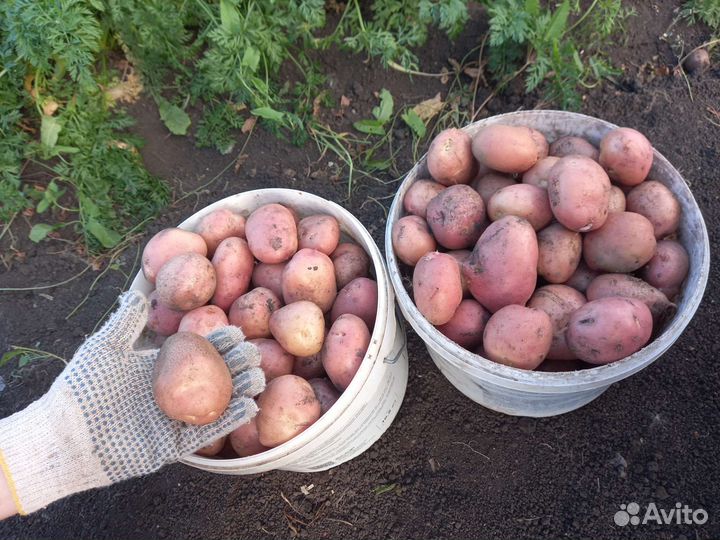 Картофель крупный, средний и эконом