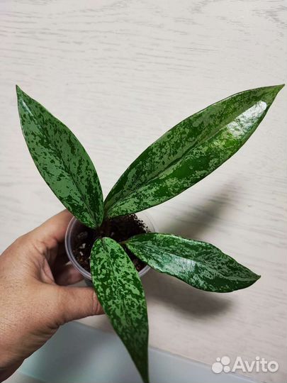 Хойя Michele,Acuta EPC 997,Minibelle