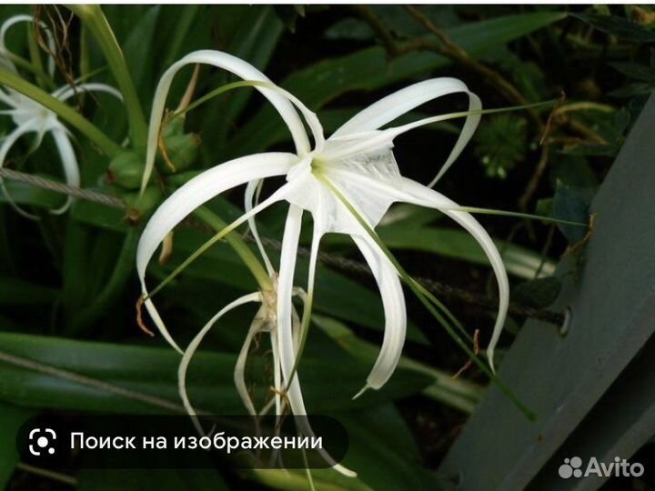 Комнатные цветы Гименокаллис