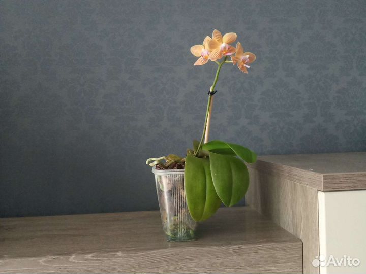 Орхидея Phalaenopsis Golden Staff, multiflora