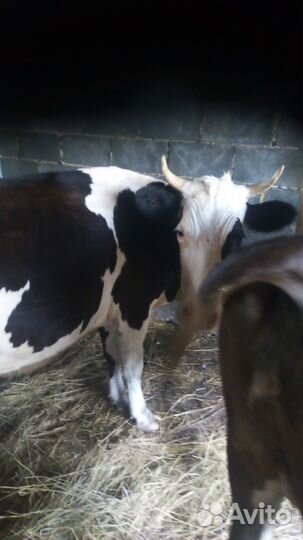 Продам коров