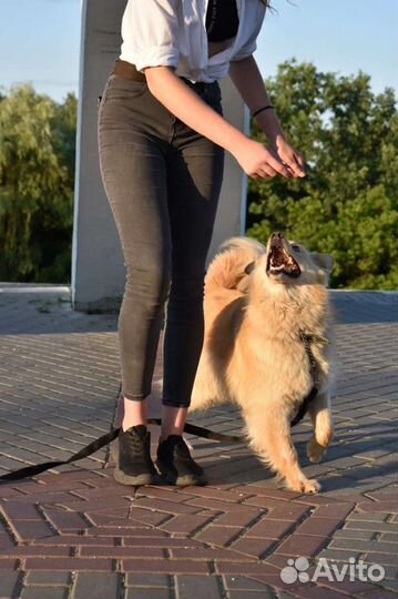 Дрессировка собак