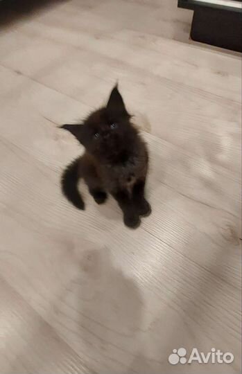 Котята мейн-кун