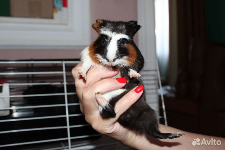 Морские свинки