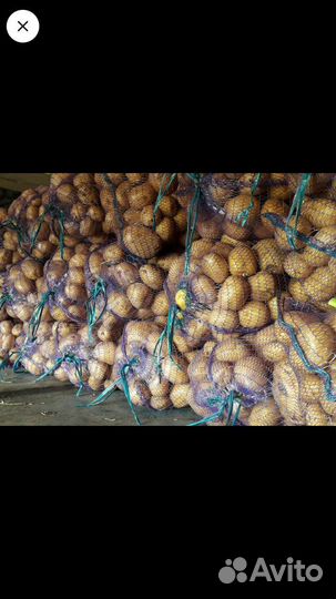Картофель Аризона от производителя.не склад