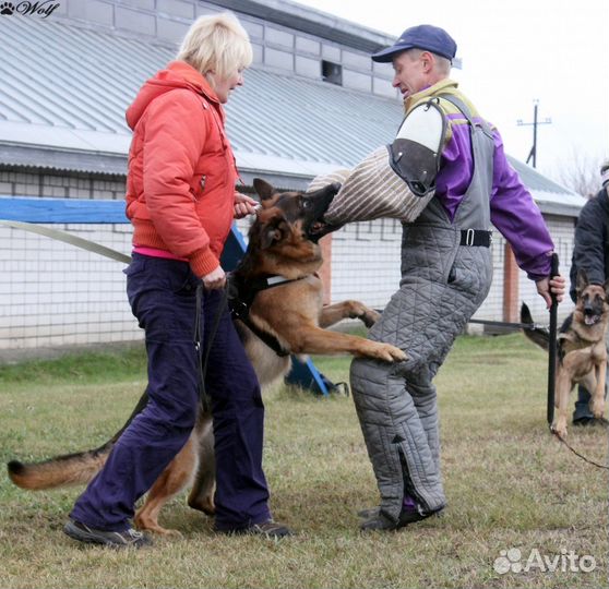 Дрессировка и воспитание собак