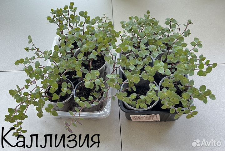 Комнатные растения цветы