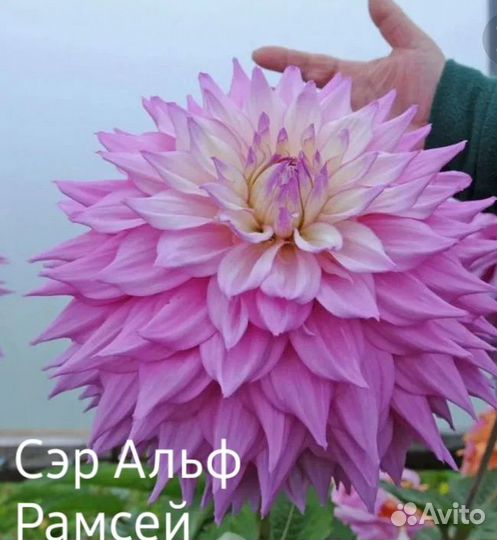 Клубни георгинов
