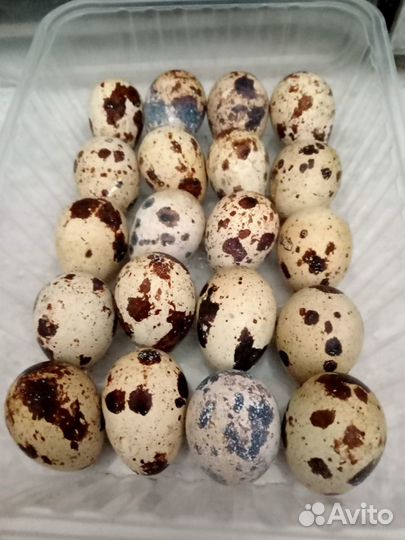 Яйца перепелиные Премиум класса