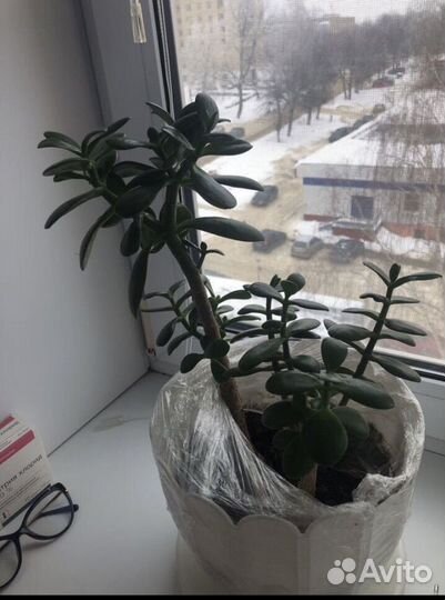 Толстянка/Денежное дерево