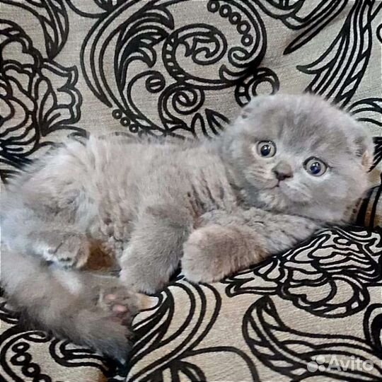 Папа красавчик и дети