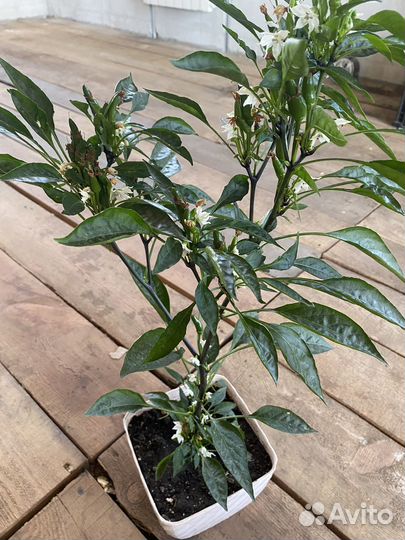 Перчик для подоконника