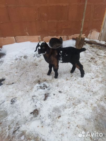 Нубийские козлята, козочки, козы разные